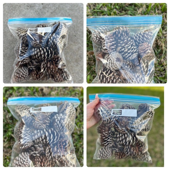 Cinnamon Scented Pine Cones for Sale - Pine Cones Direct Southeast Tx Natural Pine Tree Pine Cones Assorted Sizes 4 Ziplock Bags